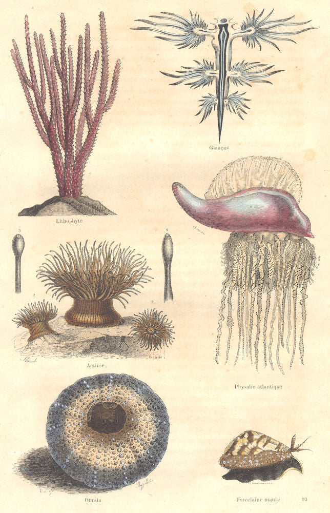 ACTINIARIA. Animalcules, Polyps Madrepores. Lithophyte; Glaucus Physalie 1873
